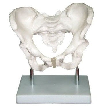 Human Adult Female Pelvis Structural Model Human Adult Female Pelvis Structural Model